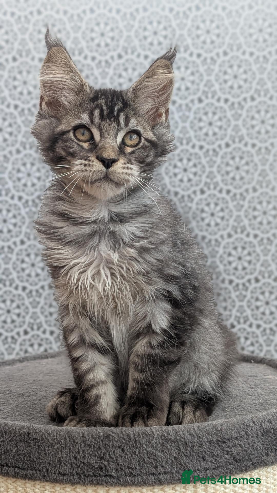 Maine Coon cats Stunning Tica registered Maine coons - Advert 2