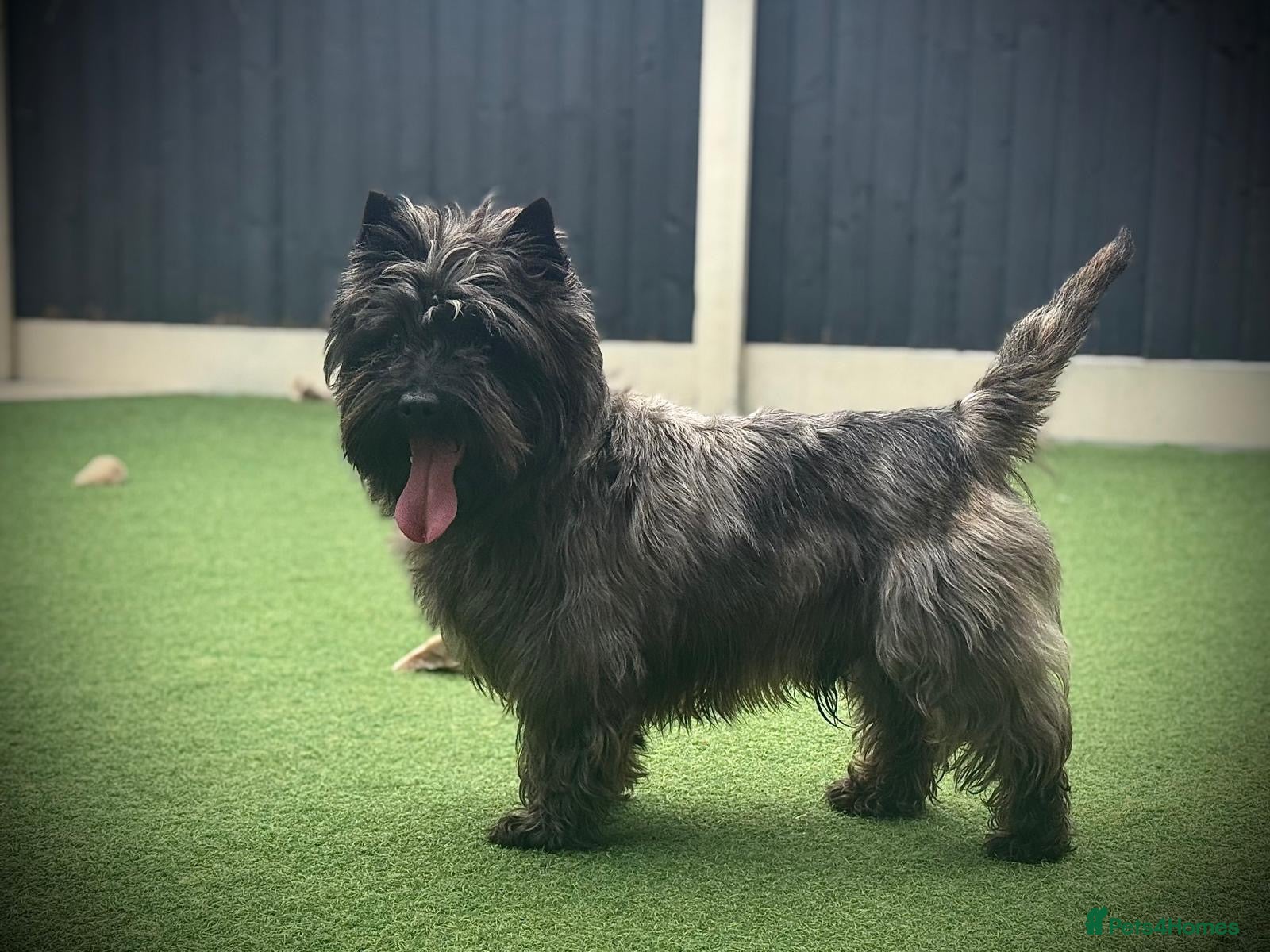 Cairn Terrier dogs KC Registered, Proven Stud - Advert 3