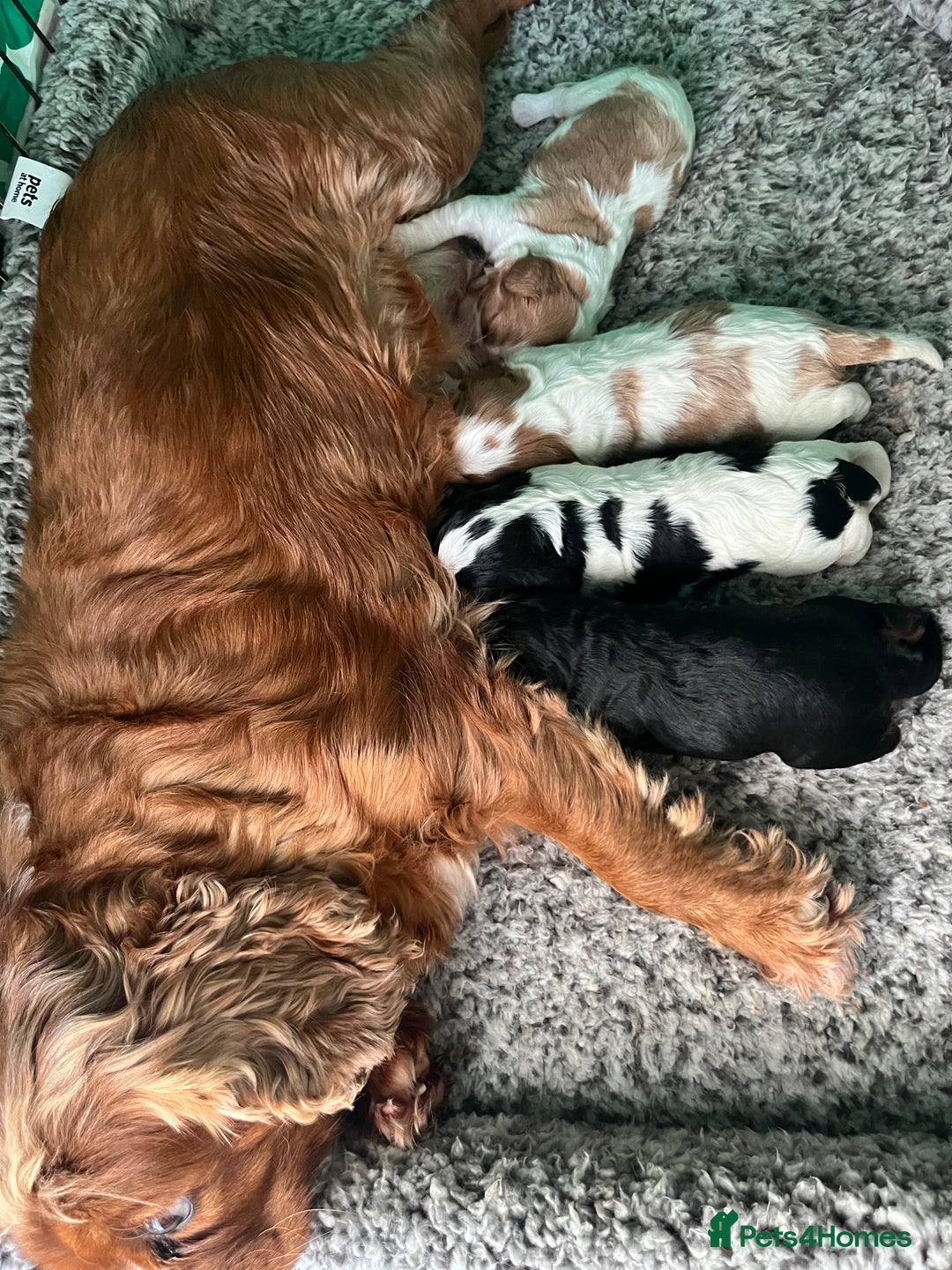 Cavalier King Charles Spaniel dogs for sale: Cavalier King Charles puppy’s  - Advert 4