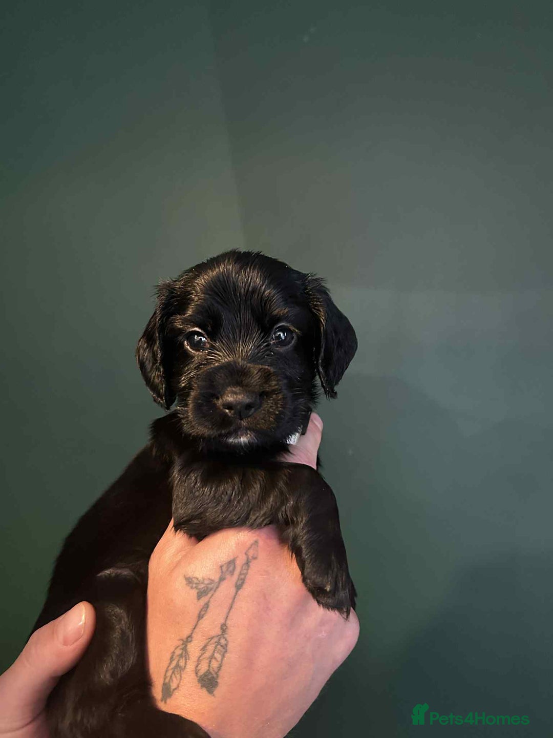Sprocker dogs for sale: Truly Special Litter of Sprockers - Image 7