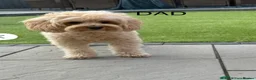 Cavapoo dogs for sale: Beautiful F2 Cavapoo Puppies For Sale 🐶 - Advert 3