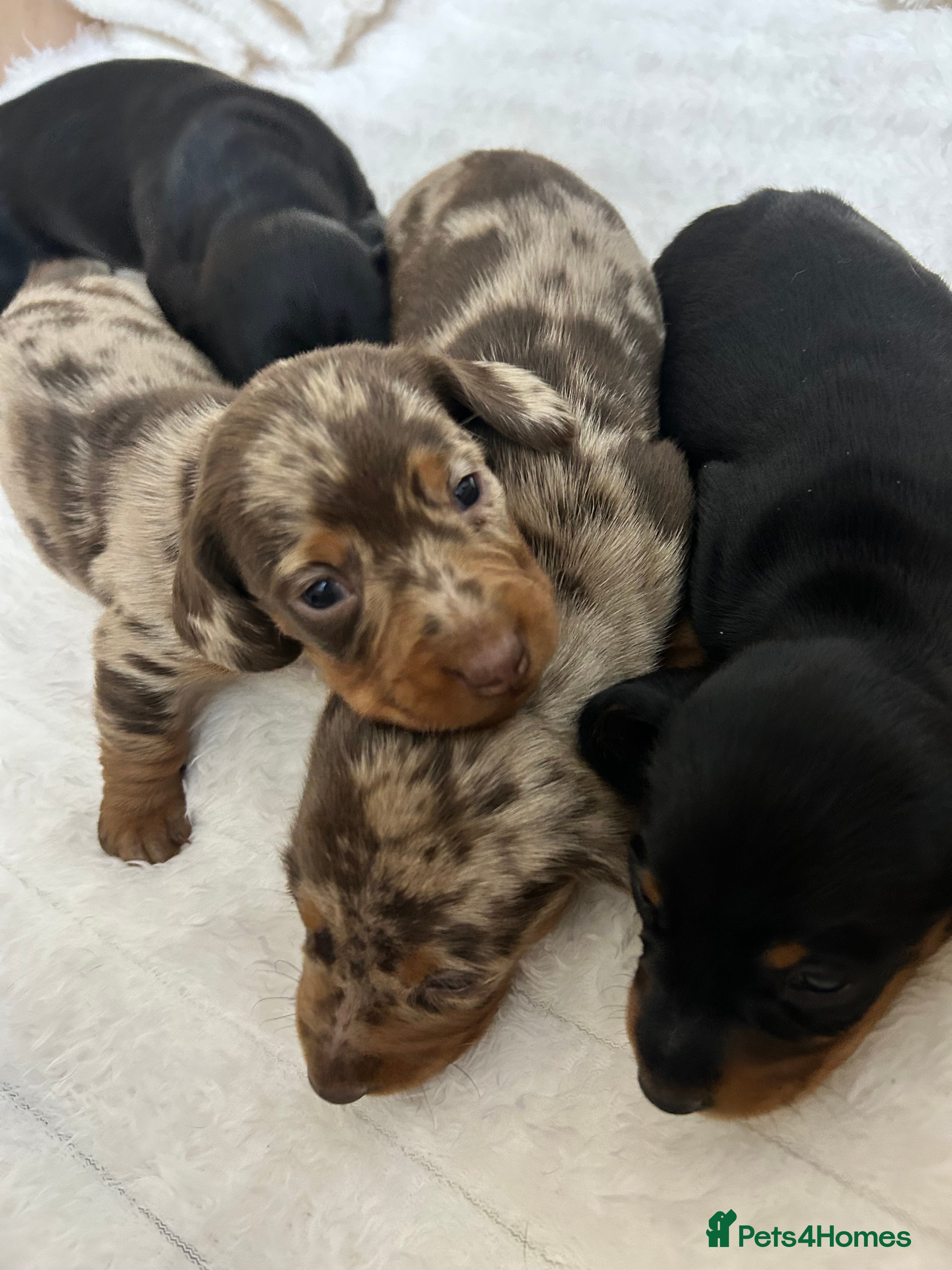 Miniature Dachshund dogs Miniature Dachshunds Ready 6th Feb  - Advert 2