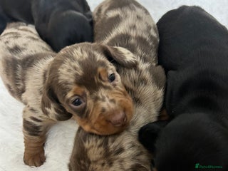 Miniature Dachshund dogs Miniature Dachshunds Ready 6th Feb - Advert 2
