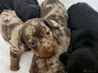 Miniature Dachshund dogs Miniature Dachshunds Ready 6th Feb - Advert 18
