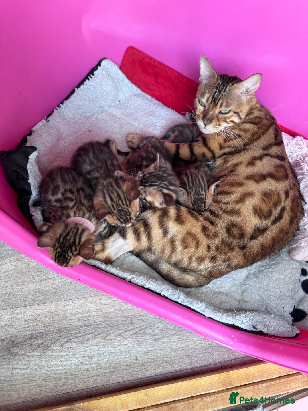 Bengal cats for sale: TICA Reg Bengal Kittens - Browns, Lynx & Mink - Image 7