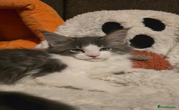 Maine Coon cats - Advert 5