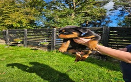 Rottweiler dogs for sale: Gorgeous KC Registered Rottweiler Puppies  - Image 6