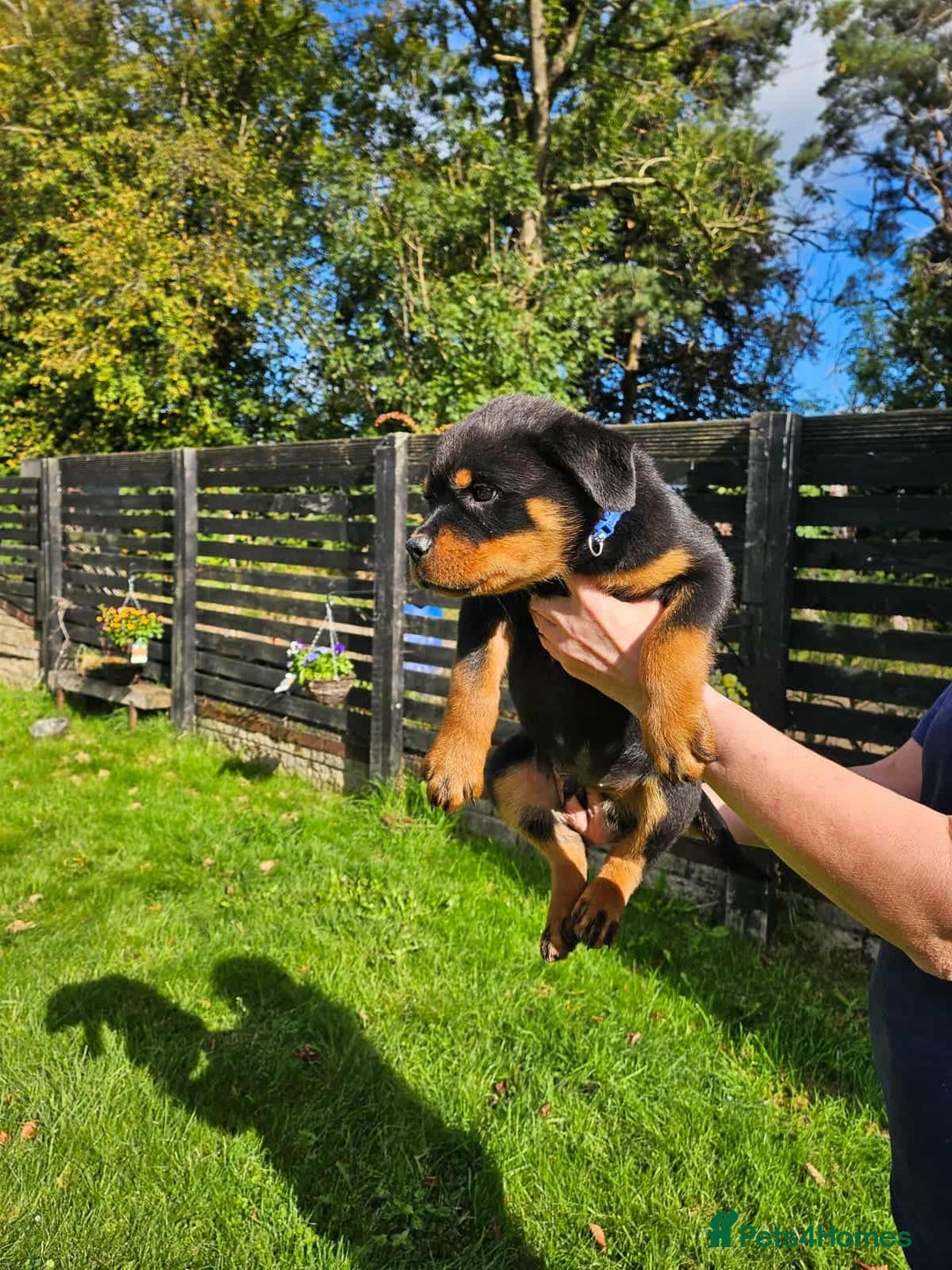 Rottweiler dogs for sale: Gorgeous KC Registered Rottweiler Puppies  - Image 6