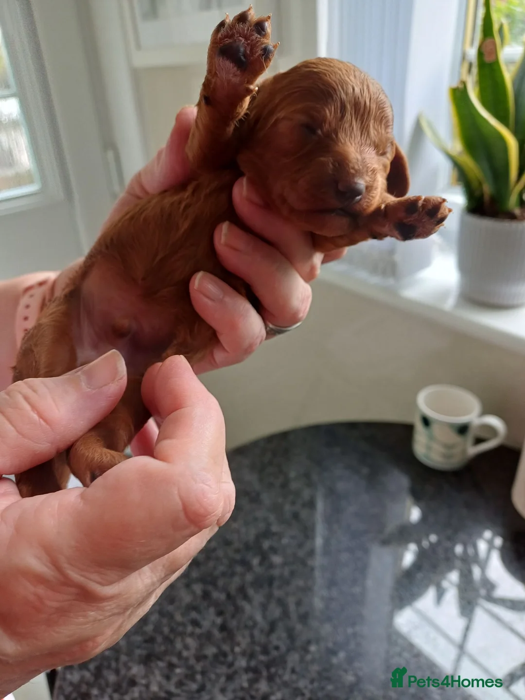 Cavapoo dogs for sale: BEAUTIFUL FIB CAVAPOO BORN 26/6/26 - Advert 2