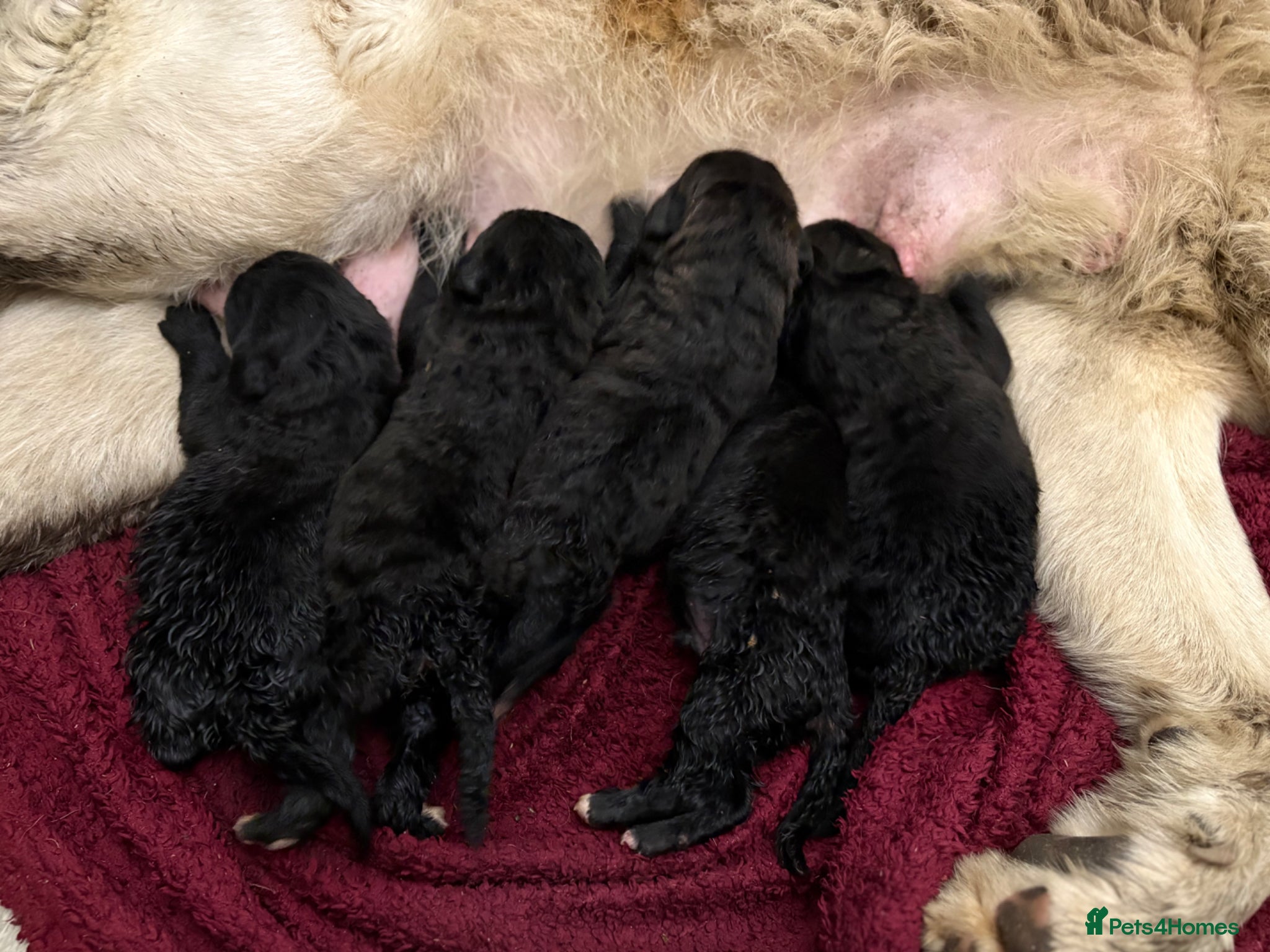 Bernedoodle dogs F1 Saint Berdoodle Pups - Advert 2