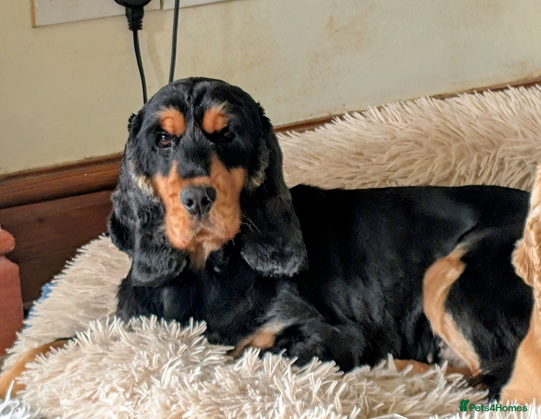 Cocker Spaniel dogs Very Well Bred ,Pure,KC, Show Type, C /S Puppiesr - Advert 2
