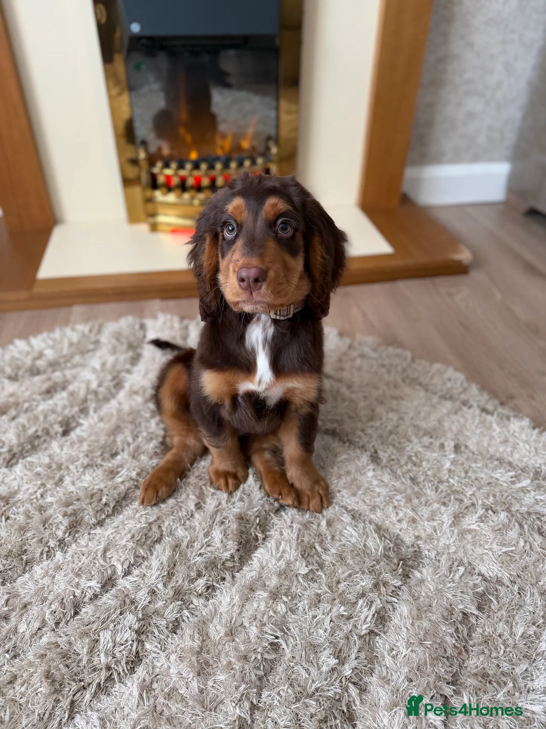 Cocker Spaniel dogs for sale: Cocker Spaniel Puppy - Rolo  - Advert 8