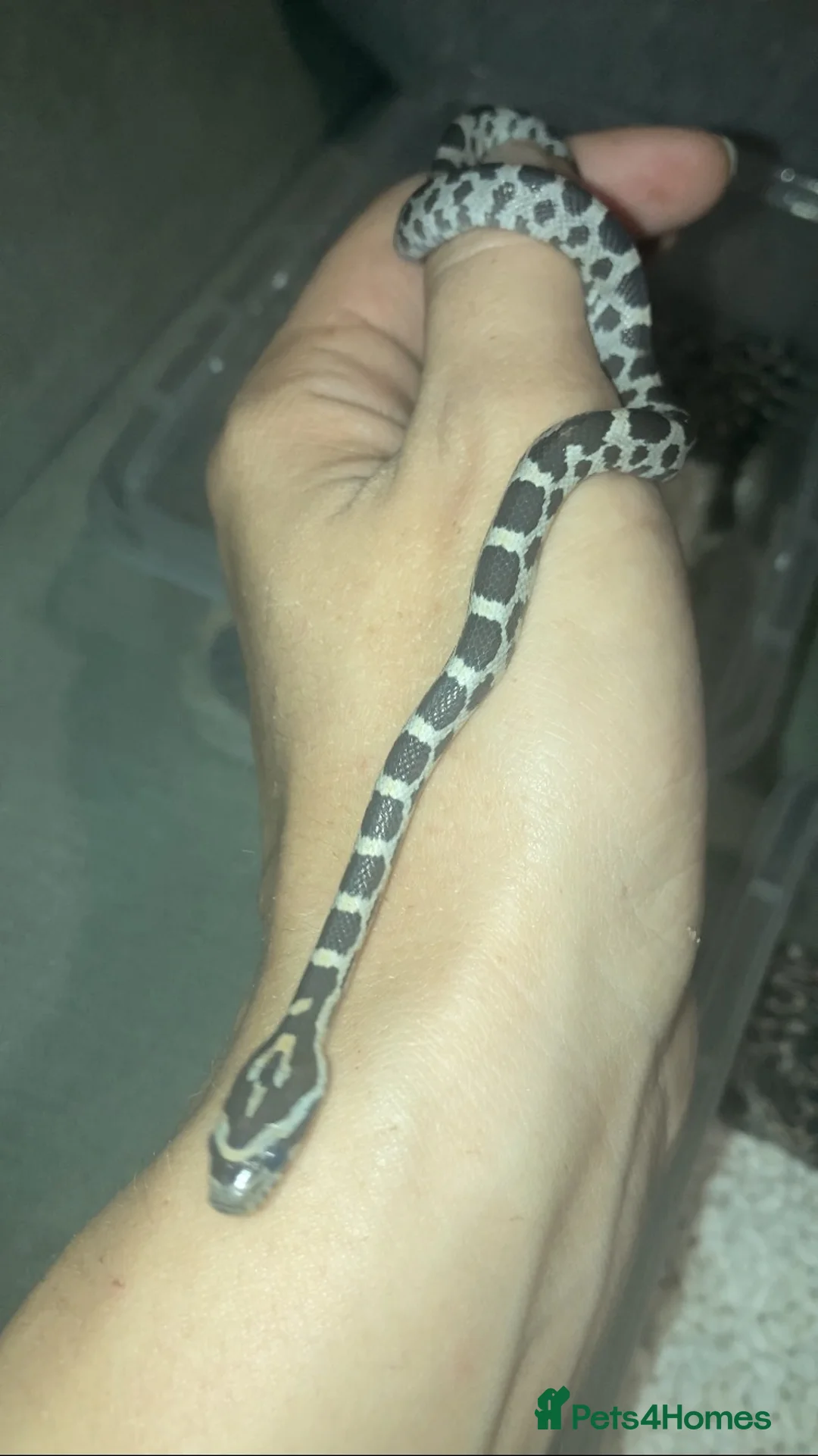 Corn Snake reptiles for sale: Baby Corn Snakes 🐍 Available Soon - Advert 2