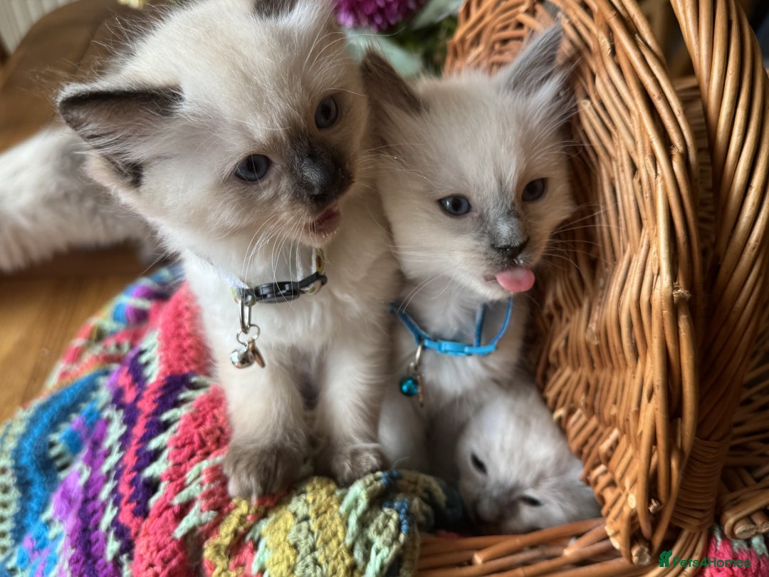 Ragdoll cats for sale: Adorable Ragdoll Kittens  - Image 2