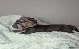 Miniature Dachshund dogs for sale: Miniature dachshund puppies  - Image 9