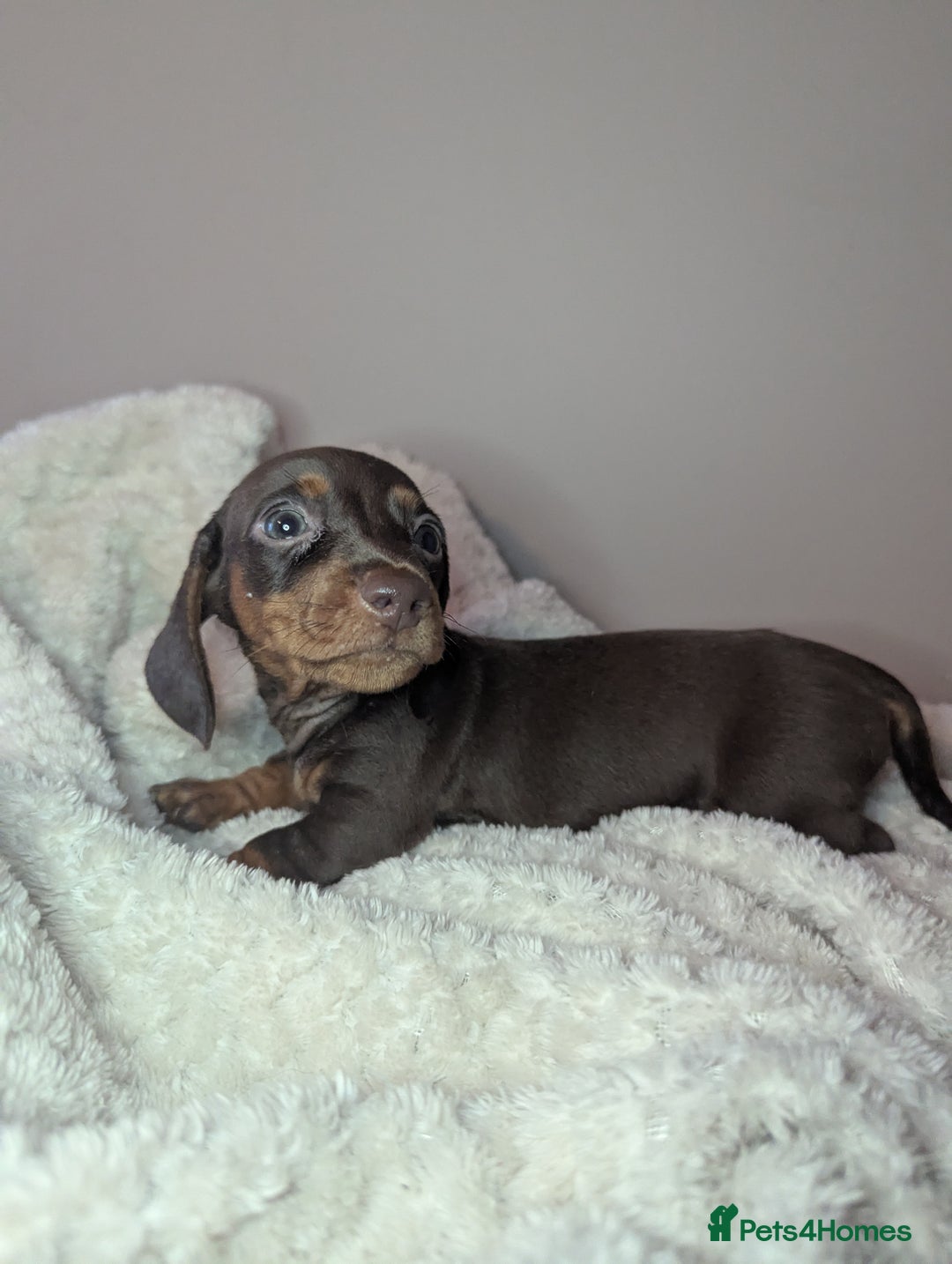 Miniature Dachshund dogs for sale: Miniature dachshund puppies  - Image 9