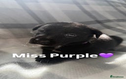 Mixed Breed dogs for sale: 10 RARE hybrid huskypoo’s!!! - Image 7