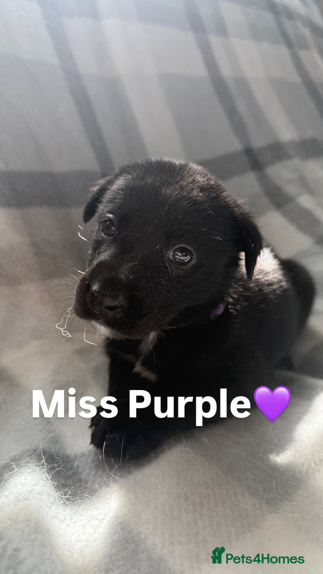 Mixed Breed dogs for sale: 10 RARE hybrid huskypoo’s!!! - Image 7