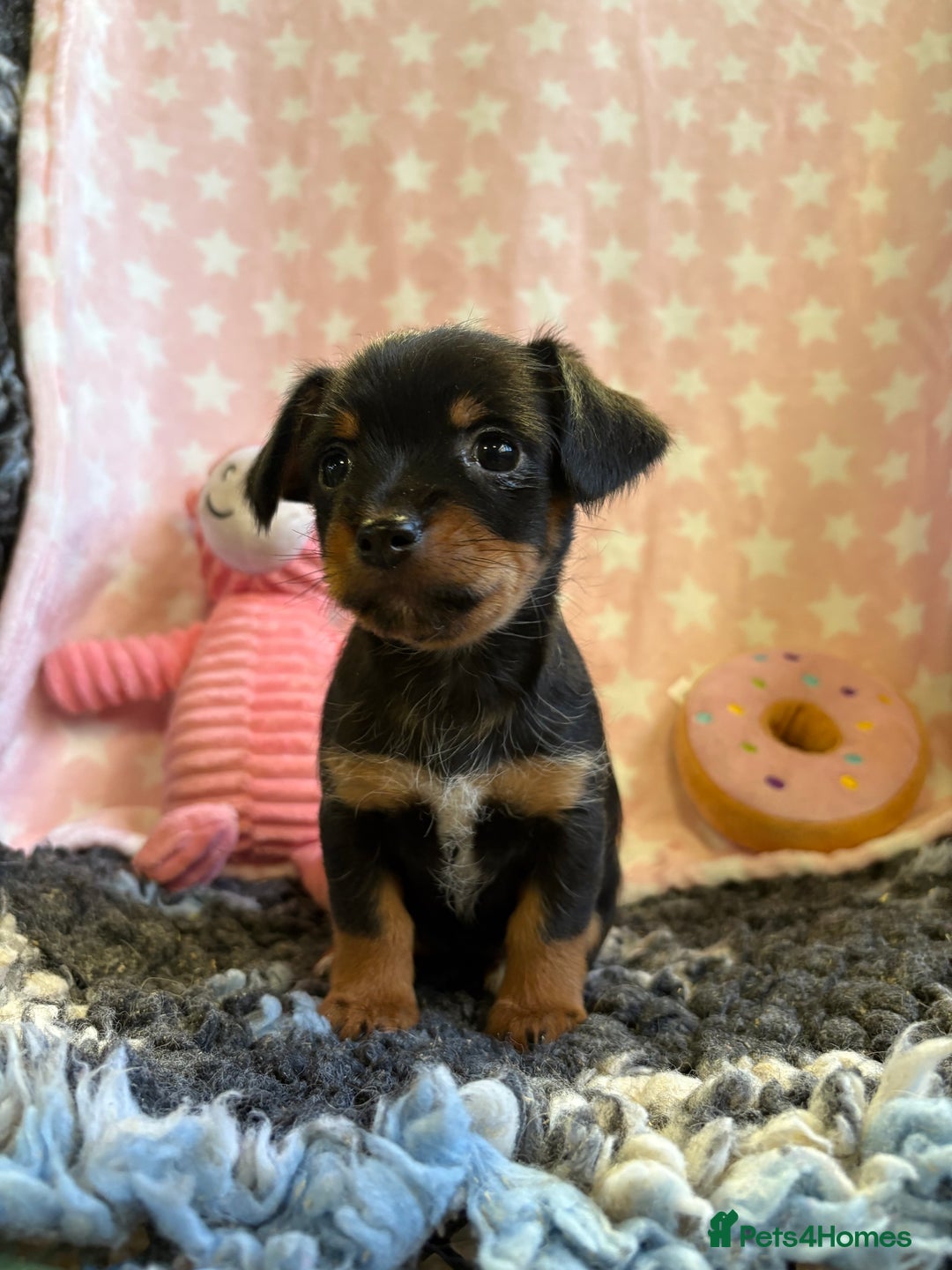 Mixed Breed dogs for sale: Stunning Tiny Yorkie Jack puppies  - Image 4