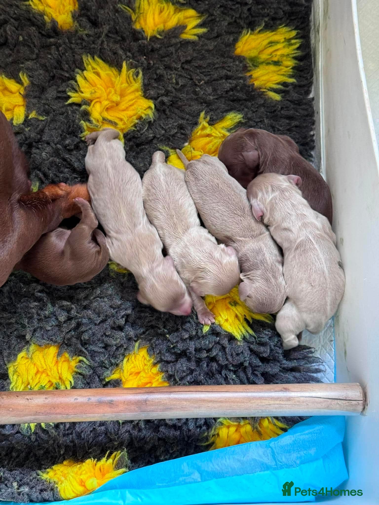 Miniature Dachshund dogs Beautiful Miniature Dachshund Puppies - Advert 7