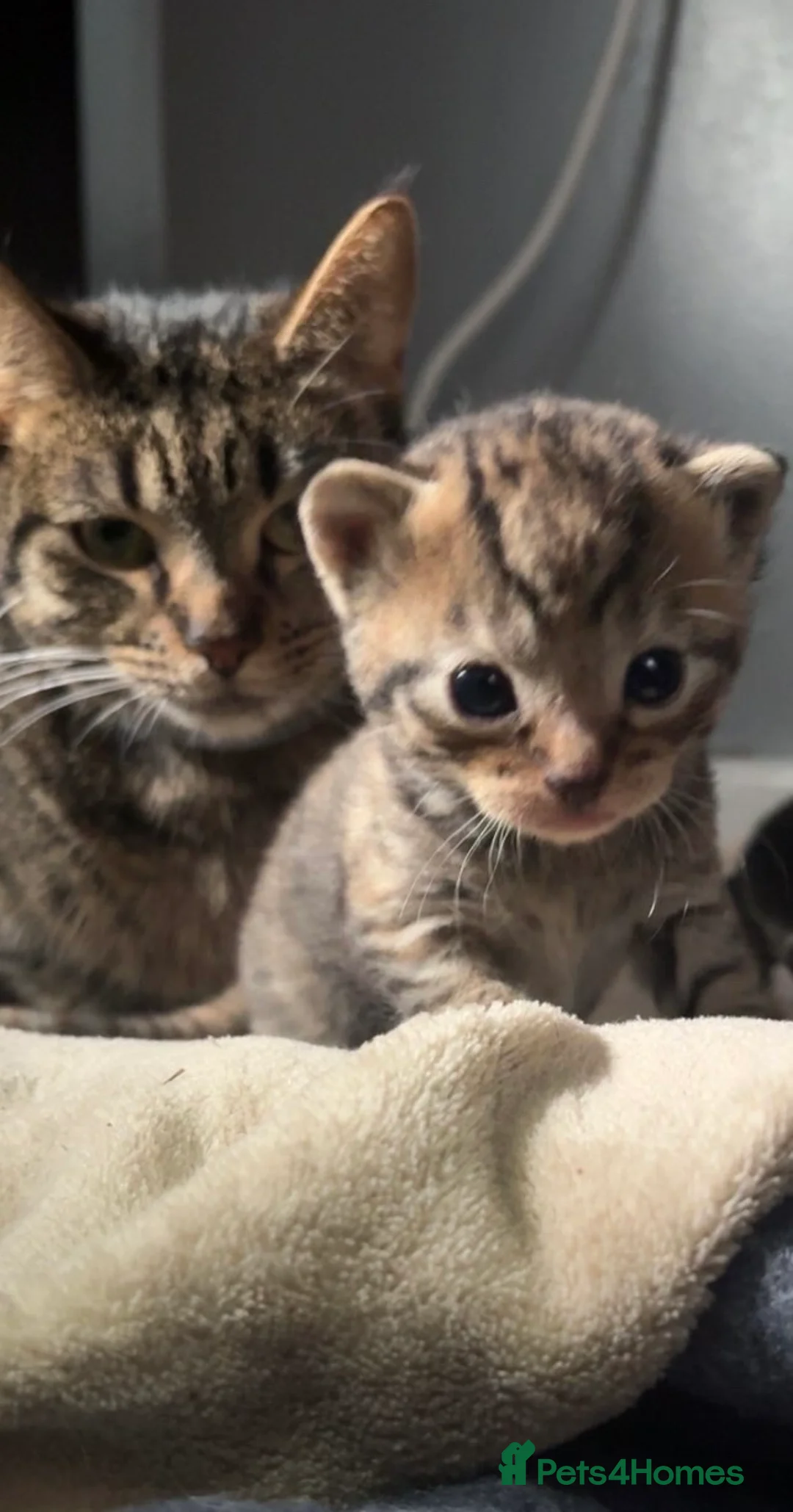 Mixed Breed cats for sale: Female Tabby for sale  in Bradford - Advert 2