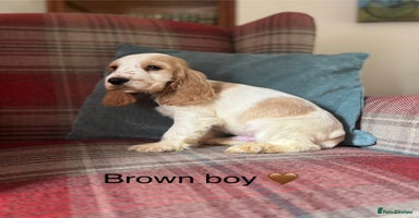 Cocker Spaniel dogs KC reg, health tested, show type boys, ready now! - Advert 7