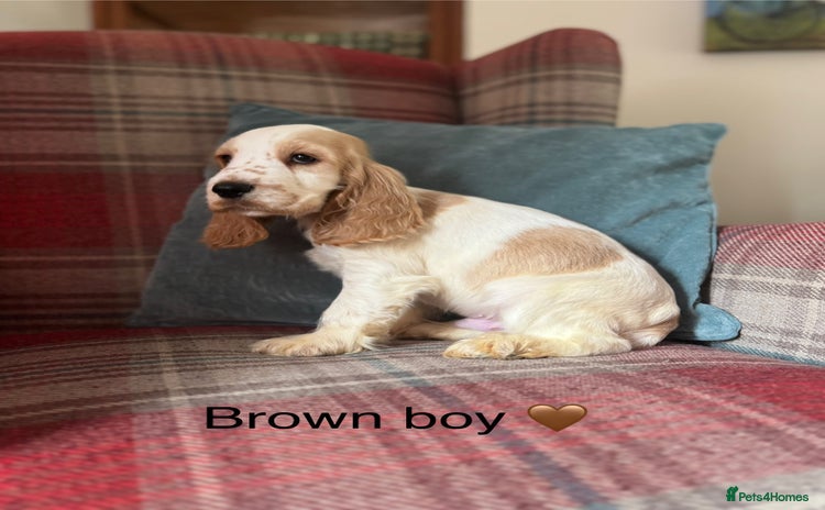 Cocker Spaniel dogs KC reg, health tested, show type boys, ready now! - Advert 4