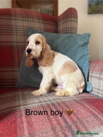 Cocker Spaniel dogs KC reg, health tested, show type boys, ready now! - Advert 3