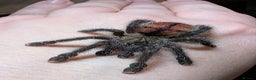Spiders invertebrates for sale: Avicularia Juruensis - unsexed - Advert 2