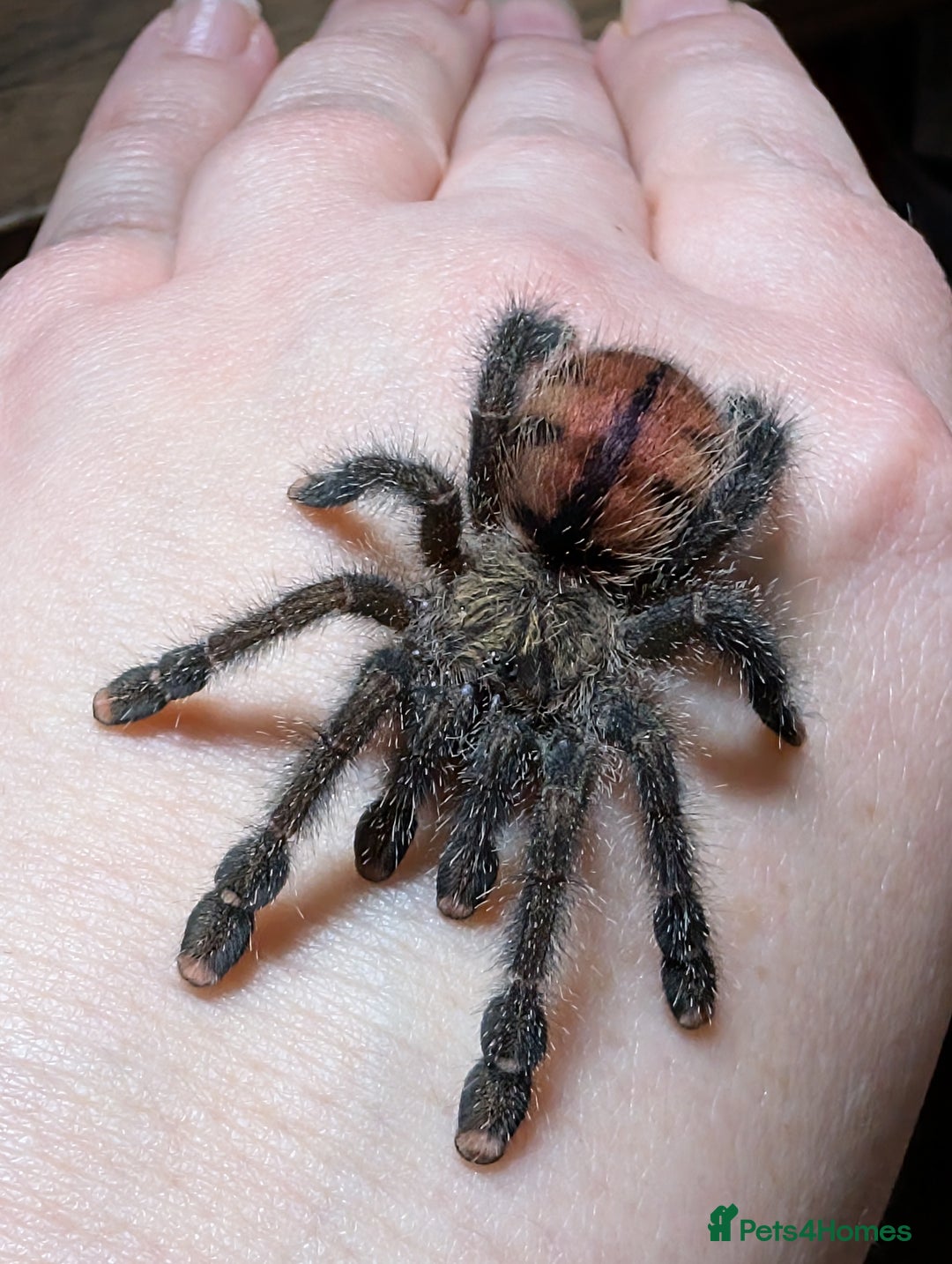 Spiders invertebrates for sale: Avicularia Juruensis - unsexed - Advert 2