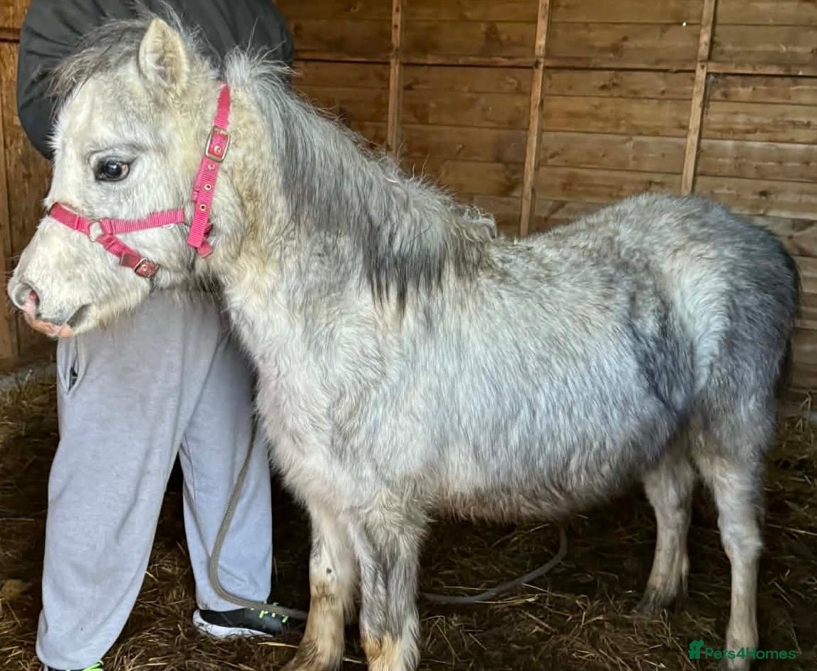 Welsh Section A horses Stunning filly  - Advert 2