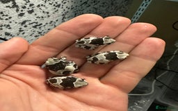 Frog reptiles for sale: Beautiful Amazon Milk Froglets  - Image 3