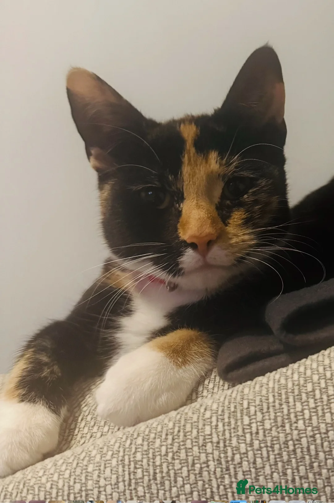 Mixed Breed cats for sale: Black female kitten  in Nottingham - Advert 2