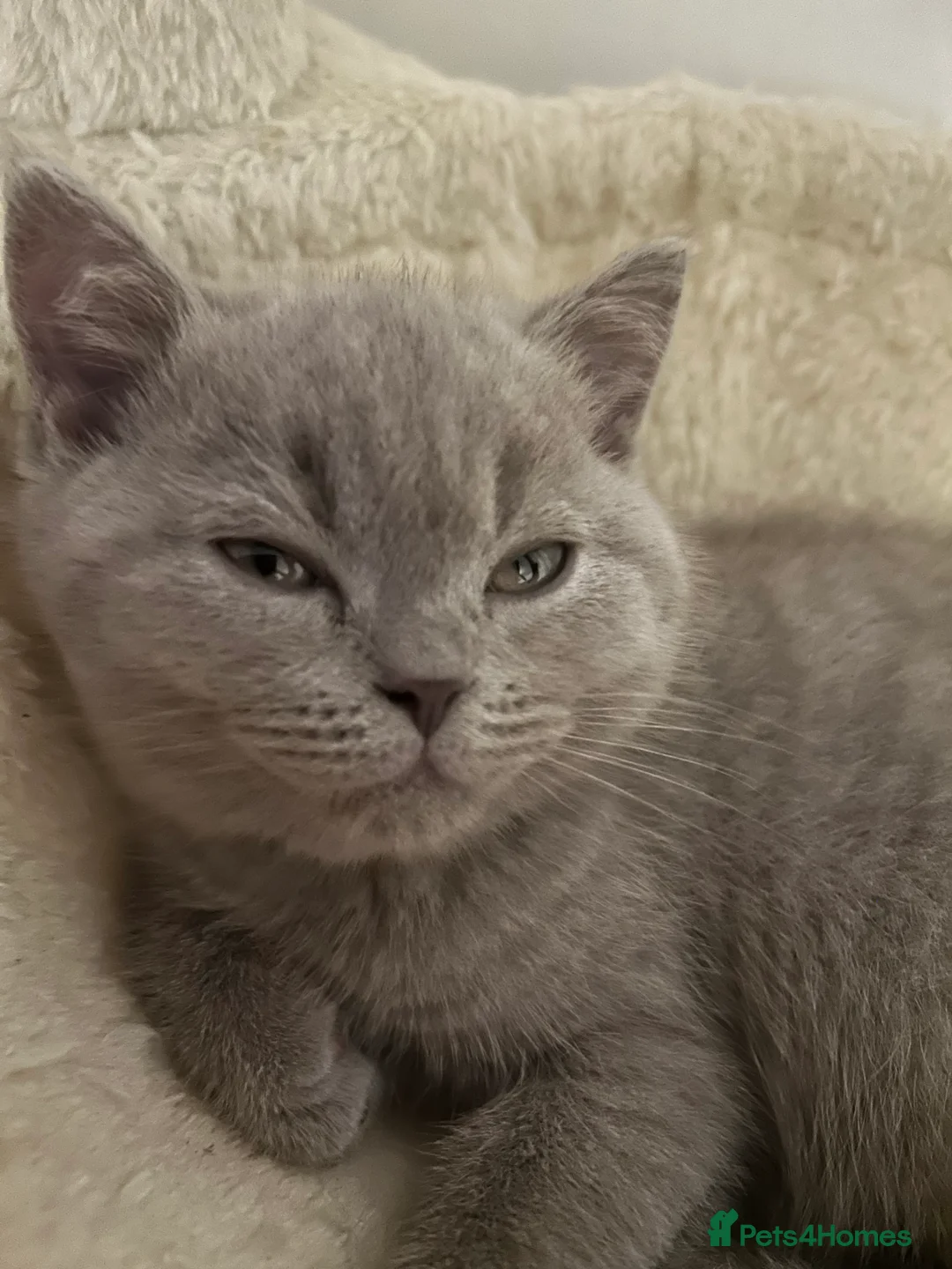 British Shorthair cats for sale: 1 beautiful chunky lilac boy left   - Advert 5