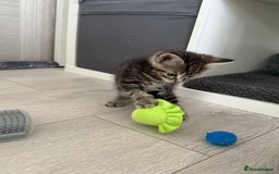 Turkish Angora cats for sale: 4 Beautiful Turkish Angora Mix Kittens - Image 21