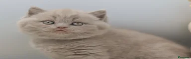 British Shorthair 2