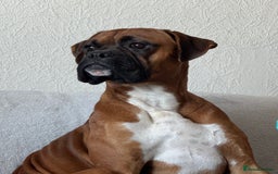 Boxer dogs for sale: Male boxer  - Image 1