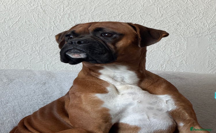 Boxer dogs - Advert 3