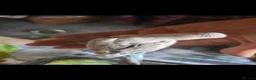 Budgerigars birds for sale: Tame baby budgies  - Advert 3