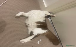 Turkish Van cats for sale: He just needs a loving home  - Image 3