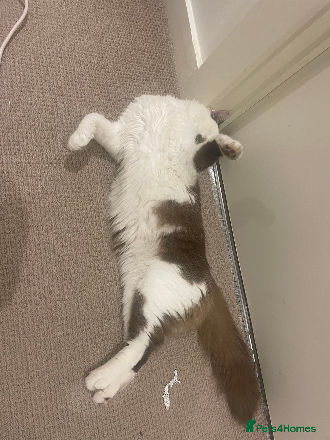 Turkish Van cats for sale: He just needs a loving home  - Image 3