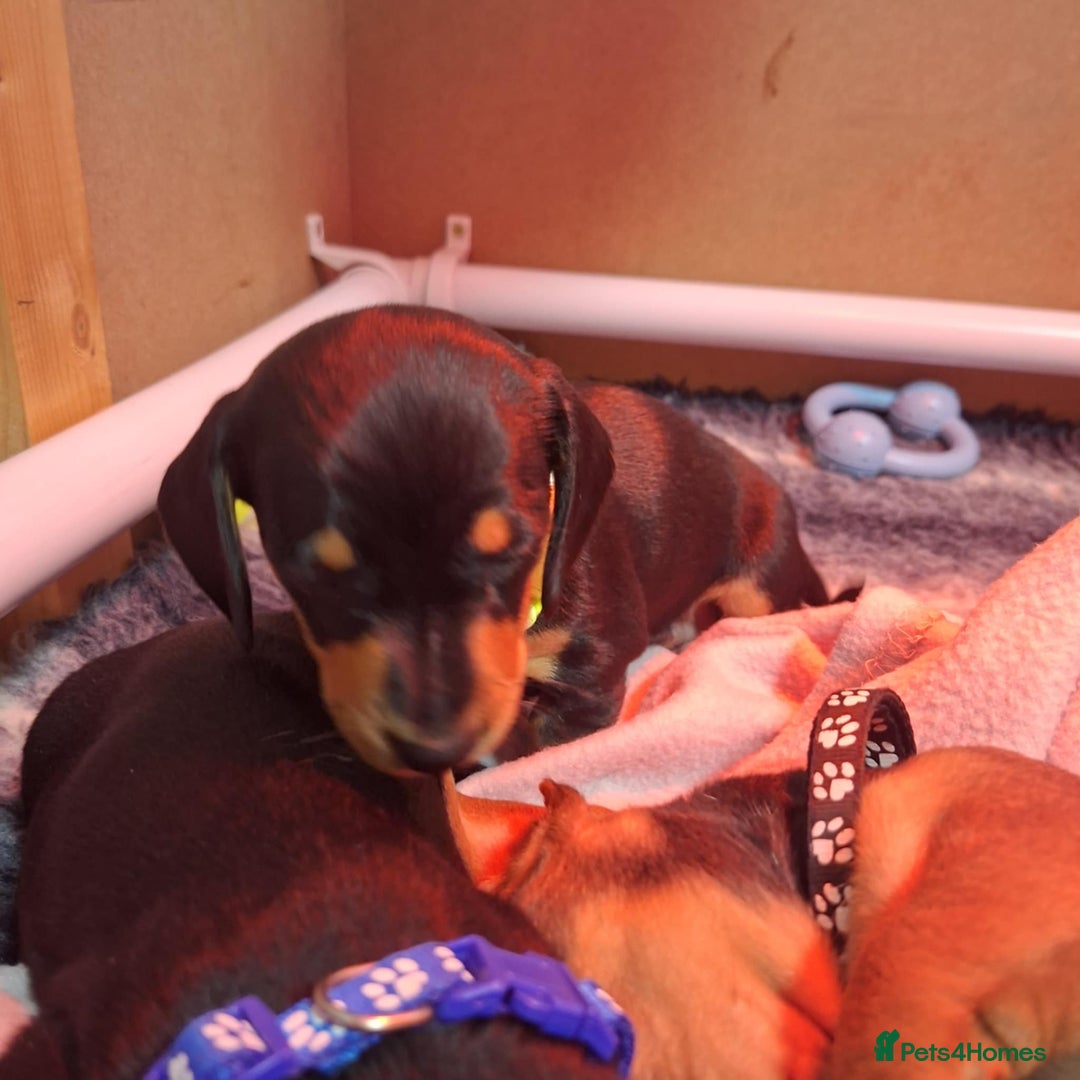 Miniature Dachshund dogs for sale: 5 gorgeous miniature dachshund puppies for sale  - Image 35