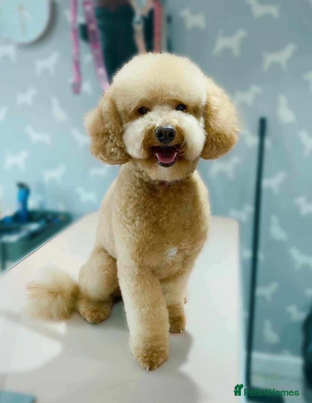 Miniature Poodle dogs for stud: Teddy KC Registered/Health tested Toy Stud in Wigan - Image 3