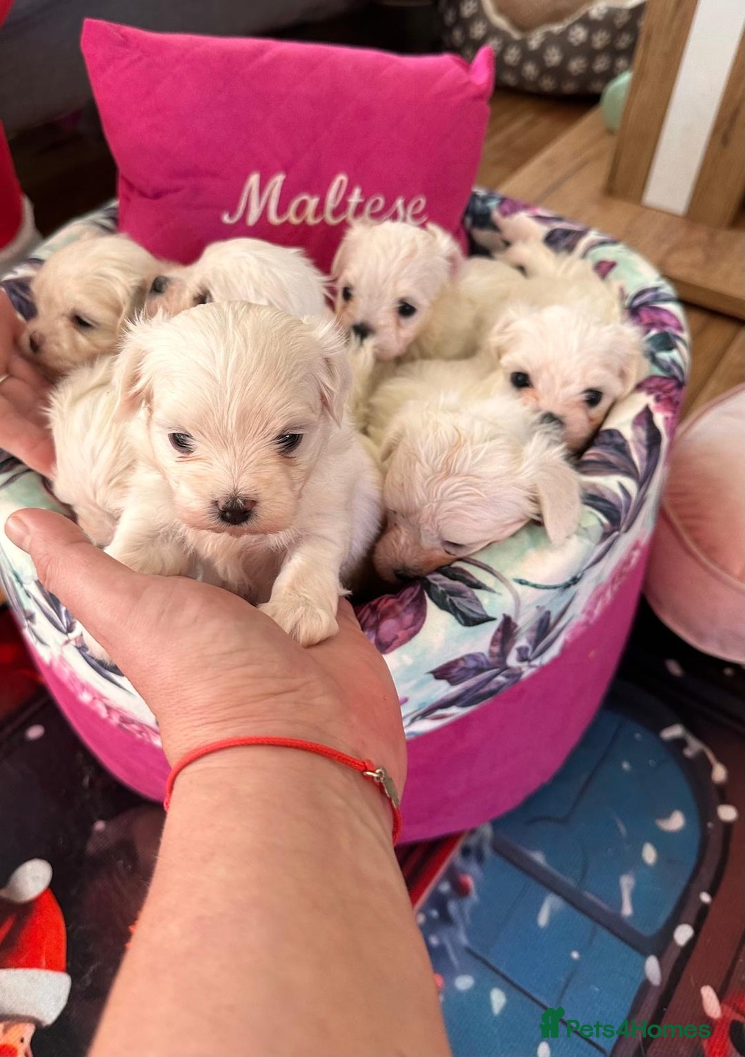 Maltese dogs for sale:  Beautiful maltese - Advert 2