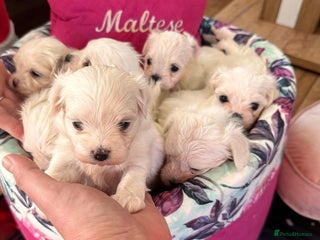 Maltese dogs Beautiful maltese - Advert 8