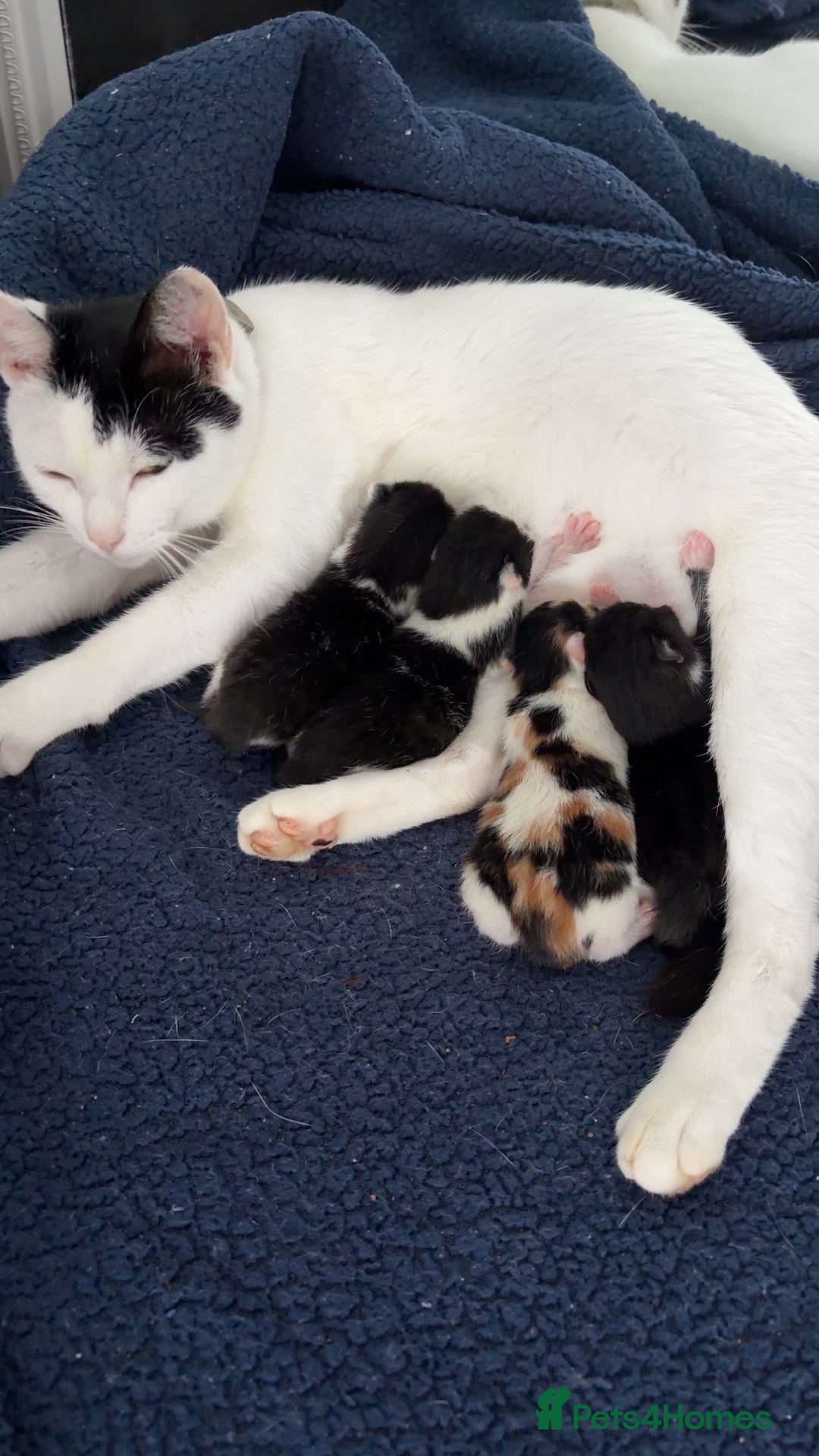 Mixed Breed cats 3 beautiful kittens  - Advert 18