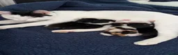 Mixed Breed cats for sale: 3 beautiful kittens  - Advert 1