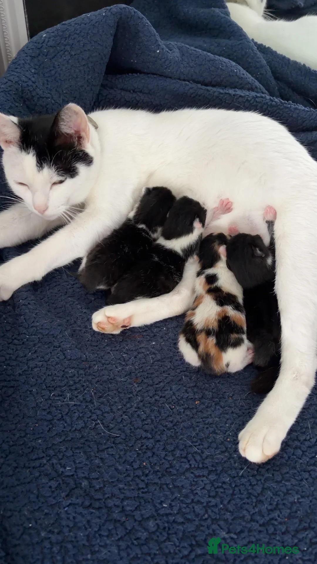 Mixed Breed cats for sale: 3 beautiful kittens  - Advert 1
