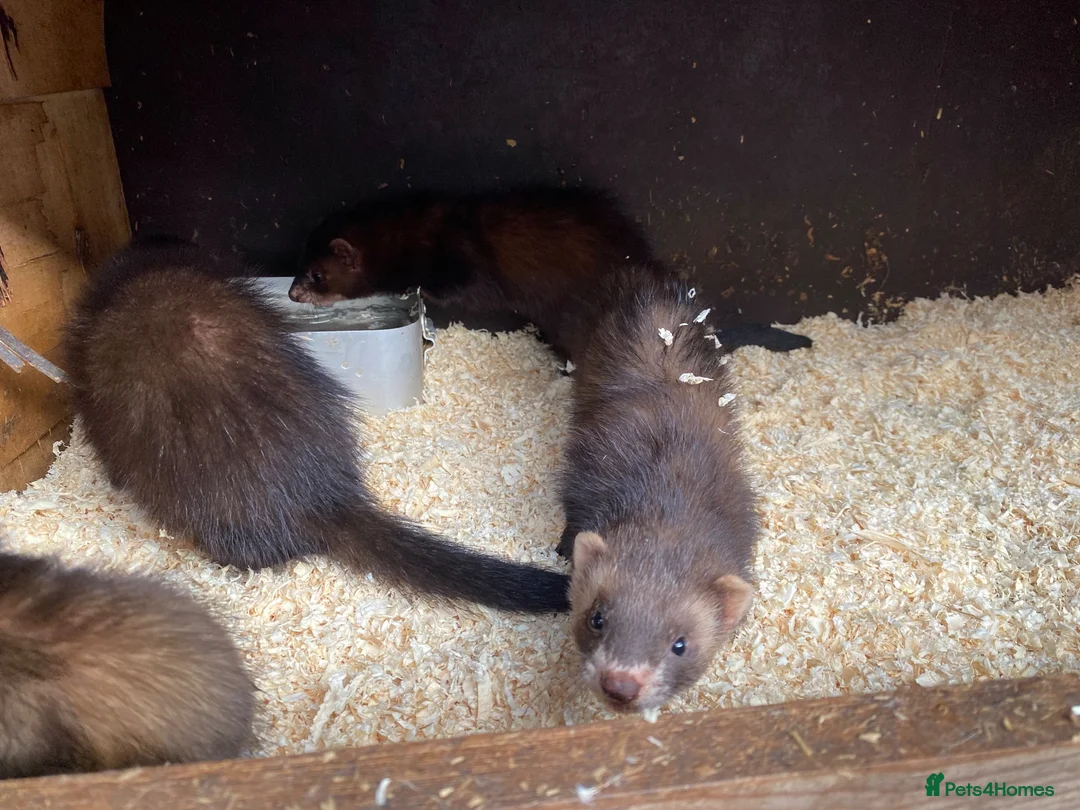 English rabbits for sale: Eu ferrets - Advert 2