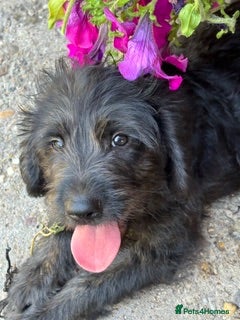 Mixed Breed dogs Toy Poodle x Labrador  - Advert 1